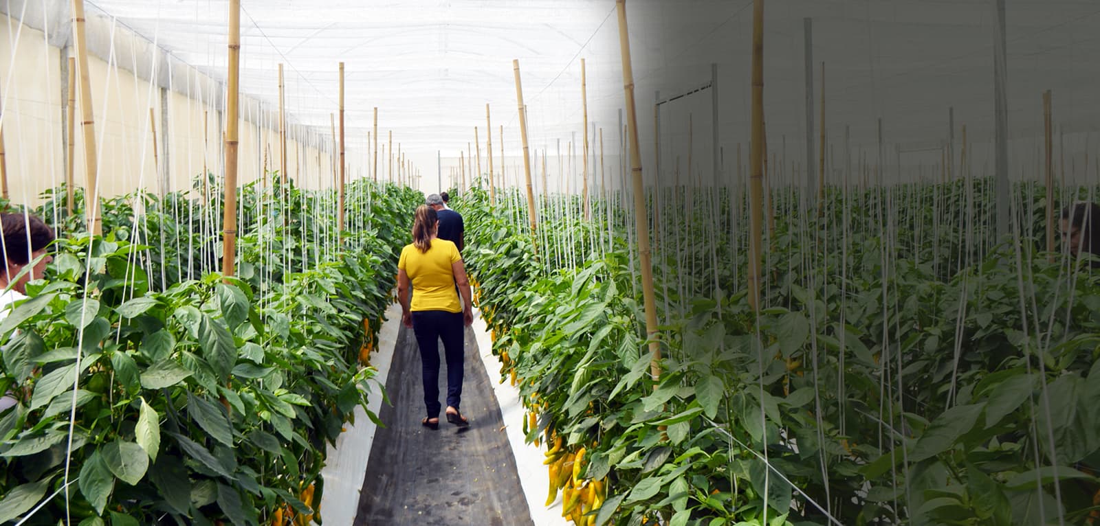 Interior da estufa Seal Hortifruti com cultivo protegido